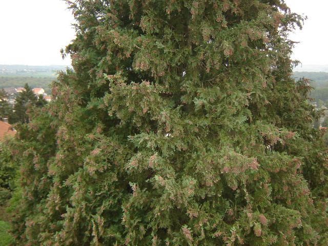 dsc03233.jpg